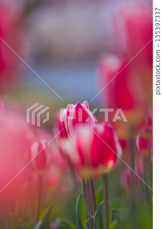 Red tulip Red tulip 135397337