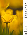 黃色鬱金香 135397339