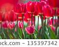 粉紅色的鬱金香 135397342