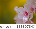 櫻花 135397343