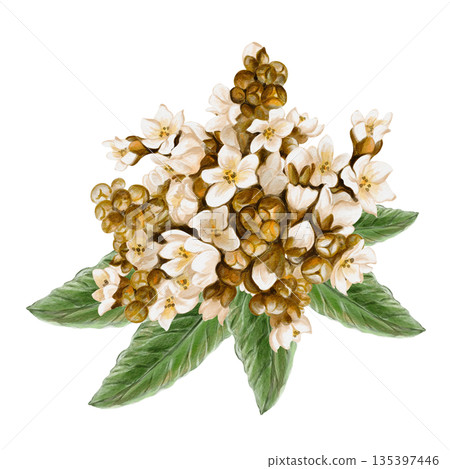 Inflorescence with small white flowers and brown buds. Medlar plant. Exotic leaves. Spring bouquet. Watercolor illustration. Hand drawn. Isolated from the background. High quality illustration Inflorescence with small white flowers and brown buds. Medlar plant. Exotic leaves. Spring bouquet. Watercolor illustration. Hand drawn. Isolated from the background. High quality illustration 135397446