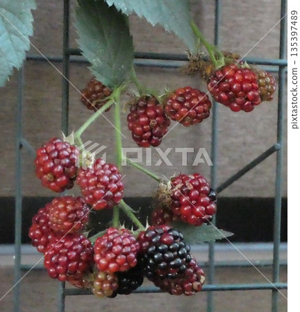 Red berries of blackberries 135397489