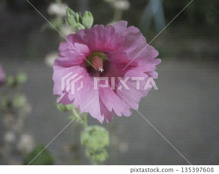 Purple hollyhock flowers Purple hollyhock flowers 135397608
