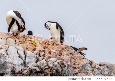 Shinstrap Penguins in the snow 135397672