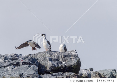 An Antarctic Shag at Mikkelsen Harbour An Antarctic Shag at Mikkelsen Harbour 135397673