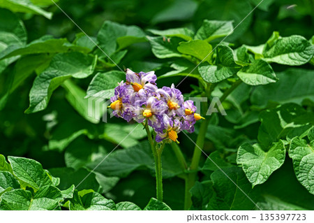 Light purple potato flowers (spring, May) Light purple potato flowers (spring, May) 135397723