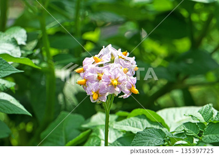 淡紫色馬鈴薯花(春季,五月) 淡紫色馬鈴薯花(春季,五月) 135397725