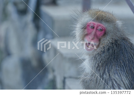 冬日午後，地獄谷猴園的猴子們在溫泉裡沐浴。 135397772