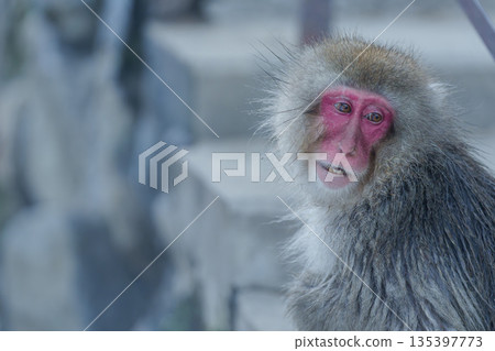 冬日午後，地獄谷猴園的猴子們在溫泉裡沐浴。 135397773