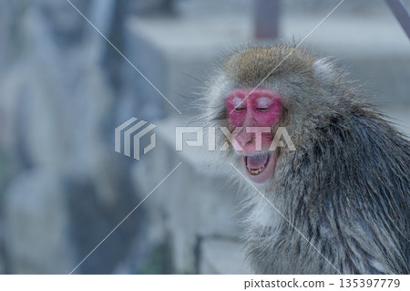 冬日午後，地獄谷猴園的猴子們在溫泉裡沐浴。 135397779