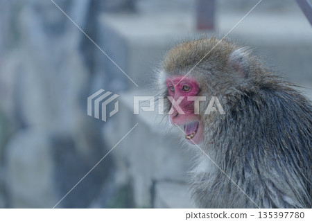 冬日午後，地獄谷猴園的猴子們在溫泉裡沐浴。 135397780