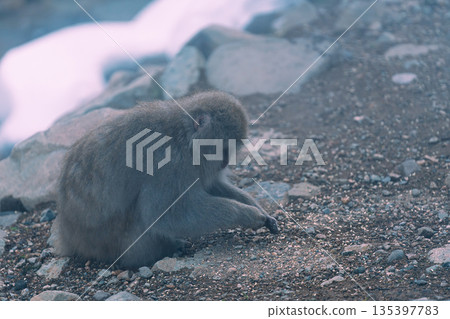 冬日午後，地獄谷猴園的猴子們在溫泉裡沐浴。 135397783