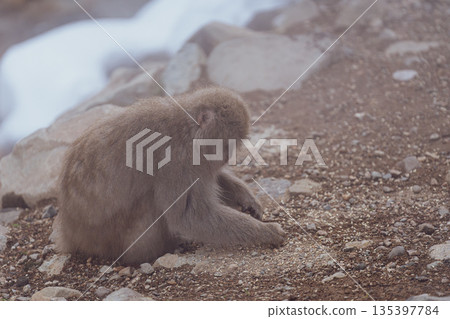 冬日午後，地獄谷猴園的猴子們在溫泉裡沐浴。 135397784