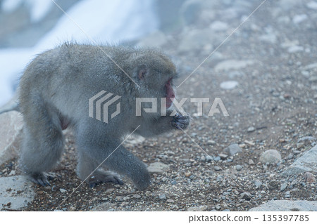 冬日午後，地獄谷猴園的猴子們在溫泉裡沐浴。 135397785
