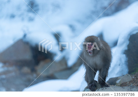 冬日午後，地獄谷猴園的猴子們在溫泉裡沐浴。 135397786