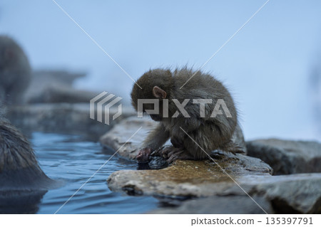 冬日午後，地獄谷猴園的猴子們在溫泉裡沐浴。 135397791