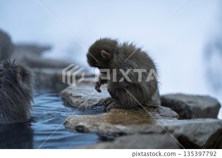 冬日午後，地獄谷猴園的猴子們在溫泉裡沐浴。 135397792