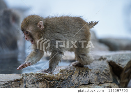 冬日午後，地獄谷猴園的猴子們在溫泉裡沐浴。 135397793