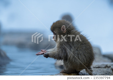冬日午後，地獄谷猴園的猴子們在溫泉裡沐浴。 135397794