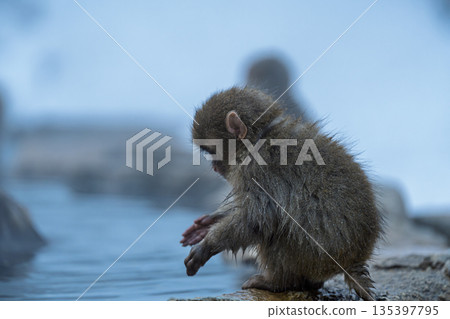 冬日午後，地獄谷猴園的猴子們在溫泉裡沐浴。 135397795
