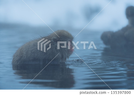 冬日午後，地獄谷猴園的猴子們在溫泉裡沐浴。 135397800