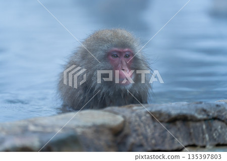 冬日午後，地獄谷猴園的猴子們在溫泉裡沐浴。 135397803