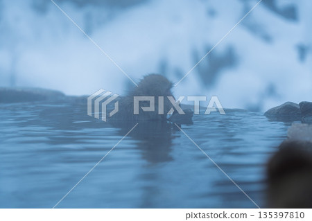 冬日午後，地獄谷猴園的猴子們在溫泉裡沐浴。 135397810