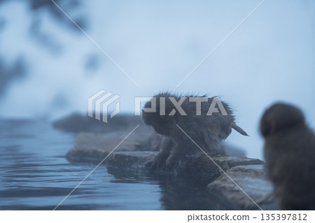 冬日午後,地獄谷猴園的猴子們在溫泉裡沐浴。 冬日午後,地獄谷猴園的猴子們在溫泉裡沐浴。 135397812