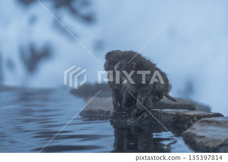 冬日午後，地獄谷猴園的猴子們在溫泉裡沐浴。 135397814
