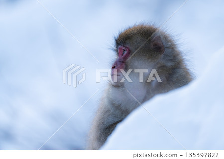 Monkeys bathing in the hot springs at Jigokudani Monkey Park in midwinter 135397822