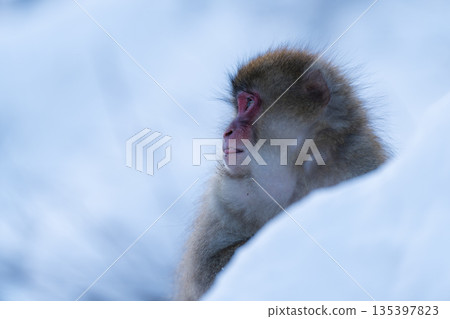 冬日午後,地獄谷猴園的猴子們在溫泉裡沐浴。 冬日午後,地獄谷猴園的猴子們在溫泉裡沐浴。 135397823
