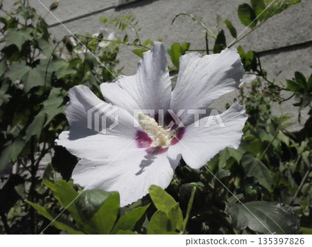白色mukoge的花 白色mukoge的花 135397826