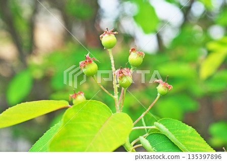 Small Juneberry fruit (spring, May) Small Juneberry fruit (spring, May) 135397896
