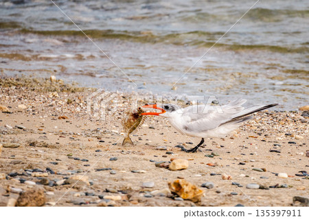 White-cheeked tern hunting fish over shallow coastal waters. Seabird captured in action with wings spread, holding prey in orange beak near sandy beach and waves. Wildlife behavior in natural habitat. White-cheeked tern hunting fish over shallow coastal waters. Seabird captured in action with wings spread, holding prey in orange beak near sandy beach and waves. Wildlife behavior in natural habitat. 135397911