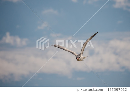 Caspian tern flying against blue sky with clouds, seabird in flight captured in natural light above coastal area of Red Sea in Egypt Caspian tern flying against blue sky with clouds, seabird in flight captured in natural light above coastal area of Red Sea in Egypt 135397912