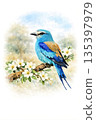 Vibrant Abyssinian Roller Bird and White Blossoms, Watercolor illustration for spring scene 135397979