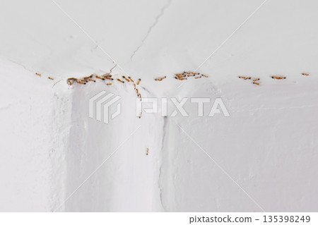 Ants pass ceiling hole to kitchen room. Ants pass ceiling hole to kitchen room. 135398249