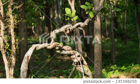 Twisted jungle vine in tropical forest. Twisted jungle vine in tropical forest. 135398250