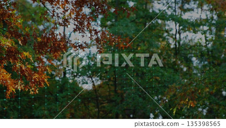 Scanning forest canopy showing orange and green leaves with translucent grid overlay and nodes Scanning forest canopy showing orange and green leaves with translucent grid overlay and nodes 135398565