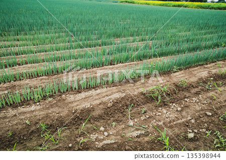 green onion field, vegetables, vegetable 135398944