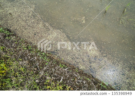 稻田 水稻 初夏 135398949