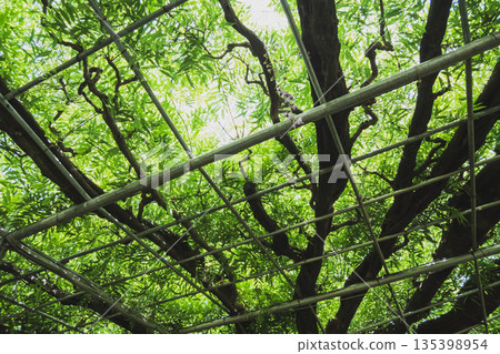 紫藤 樹木 樹 135398954