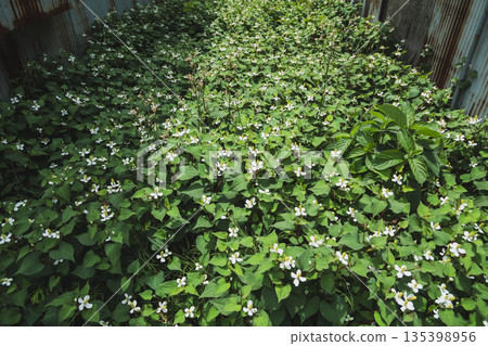 houttuynia cordata, chameleon plant, bloom 135398956