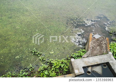 paddy, paddy field, rice field 135398963