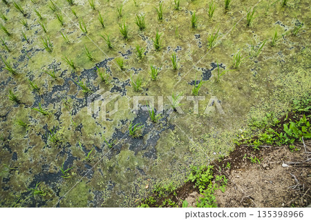 paddy, paddy field, rice field 135398966
