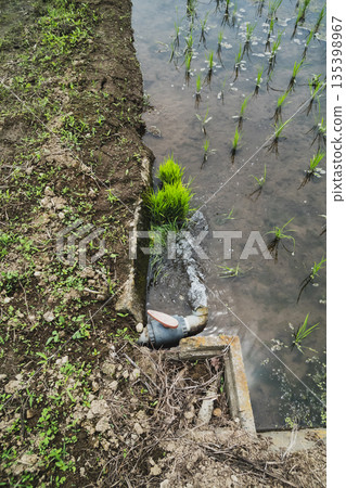 paddy, paddy field, rice field 135398967