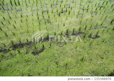 paddy, paddy field, rice field 135398970