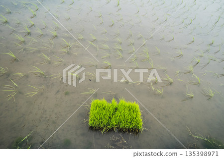seeding, paddy field, rice field 135398971