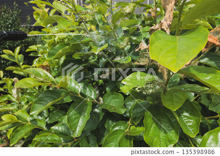 葉子 葉 樹葉 135398986