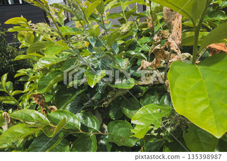 foliage, leaf, leaves 135398987